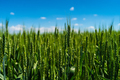 Wheat - PhotoDune Item for Sale