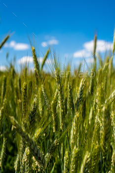 Wheat / Photodune, Misc