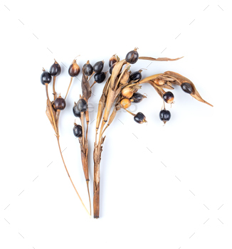 jobs tears isolated on white background / Photodune, Misc