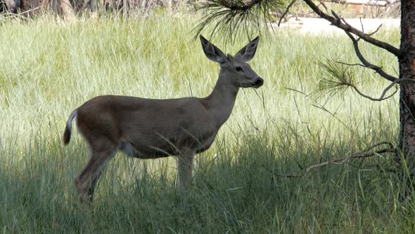 female mule deer feeding in a meadow at yosemite