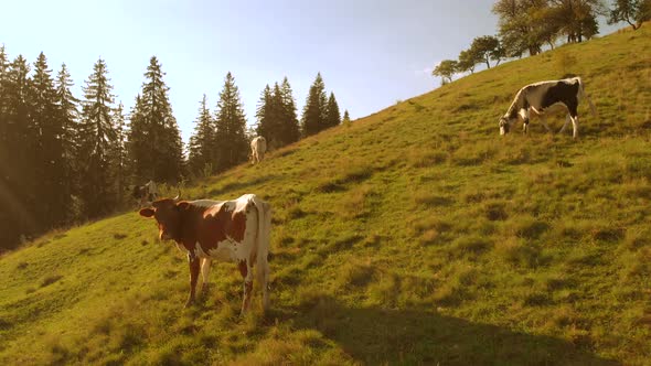 Cows on Mountains Slope on a Sunny Day