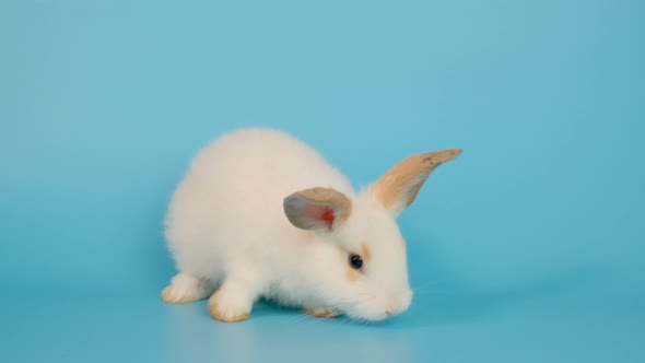 Adorable little white bunny rabbit stay and then go to right side on blue screen background