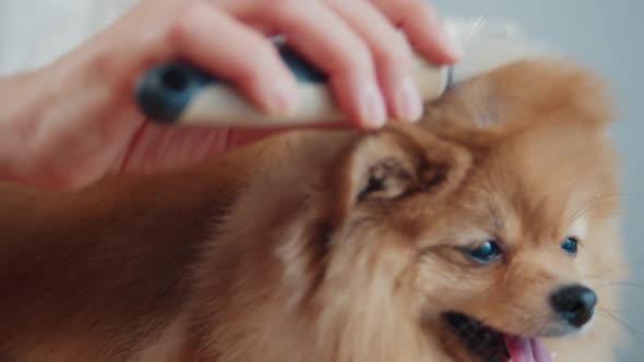 A Groomer Using a Comb to Care for Dog Hair