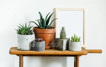 Home plant Succulent Mockup frame copy space on wooden table on white wall background / Photodune, Misc