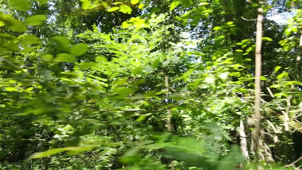 Slow Motion View of Green Forest By Day