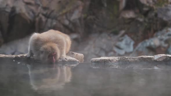 Japanese monkey sitting on stone near pond and drinking water