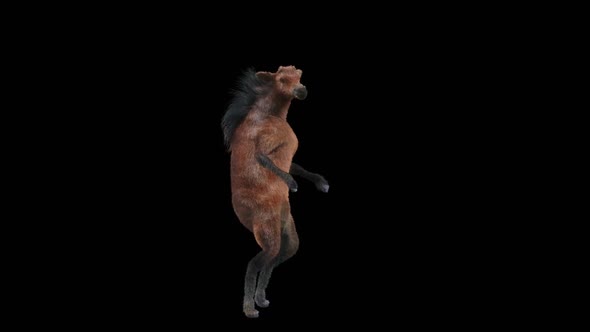 33 Horse Dancing HD