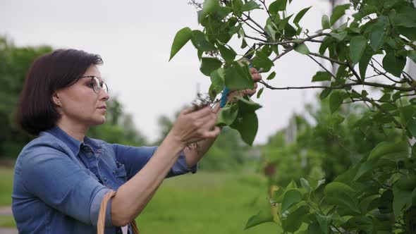 Woman in Garden with Pruning Shears with Basket Cutting Off Faded Flowers on Lilac Bush