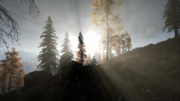 Sun Beams Through Trees alt