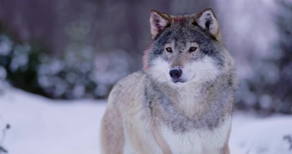 Portrait of Beautiful and Large Wolf in Frosty Winter Forest