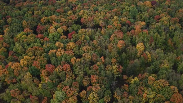 Flying Above the Colorful Autumn Wood in Yellow, Orange and Red Colors