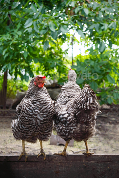 Two hens are standing on a wooden board in the garden, turned away from each other. / Photodune, Misc