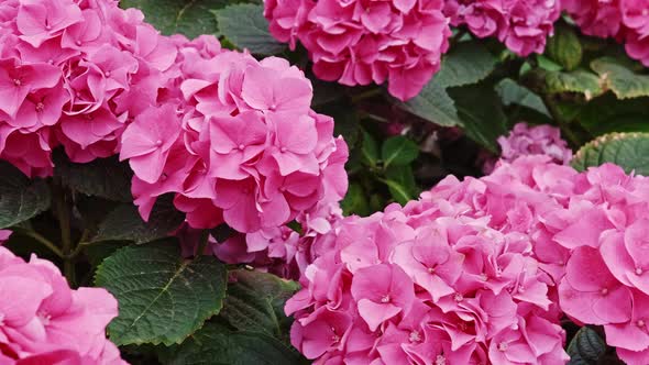 A Greenhouse Full of Red and Pink Flowers