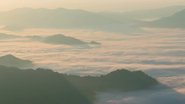 Fog Forest In Morning