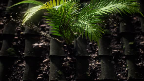 Moss and Fern on Old Roof