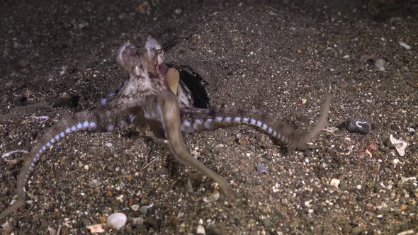 Coconut Octopus (Amphioctopus marginatus) searching for food and feeding at night