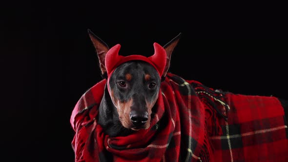 DobermanPinscher Lies Rolled Into Red Checkered Plaid Red Devil Horns His Head