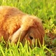 Lop-Eared Rabbit Jumps on The Lawn and Chews the Grass - VideoHive Item for Sale