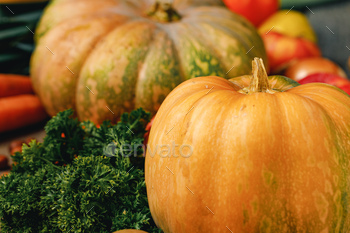 Close up of big pumpkin with tail / Photodune, Misc