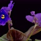 Time Lapse of Growing and Opening Purple Saintpaulia African Violet - VideoHive Item for Sale