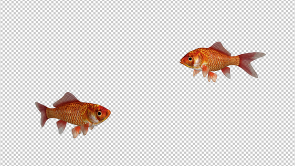 Two Red Goldfishes - Transparent Loop