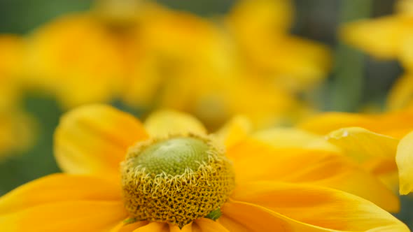 Flower background of  Rudbeckia hirta Irish Spring petals and pistil 4K 3840X2160 30fps UltraHD foot