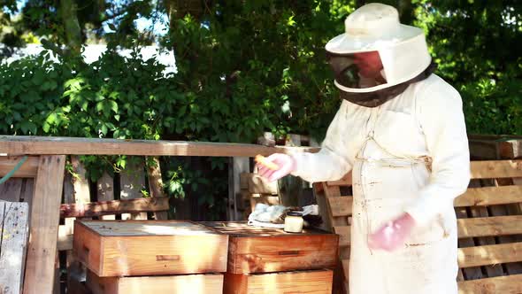 Beekeeper examining the honeycomb