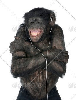 front of a white background (Mixed-Breed between Chimpanzee and Bonobo (20 years old))