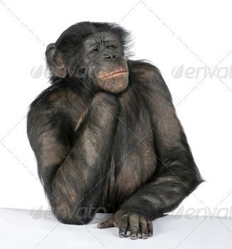 and Bonobo) (20 years old) in front of a white background