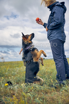 Female officer training detection dogs in grassy field / Photodune, Misc