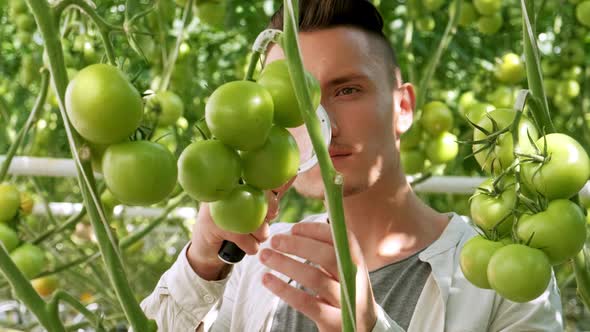 Farming and Cultivations. Portrait of Young Farmer in Tomato Field, Showing Vegetables To the Camera