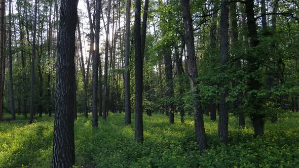 Wild Forest Landscape on a Summer Day