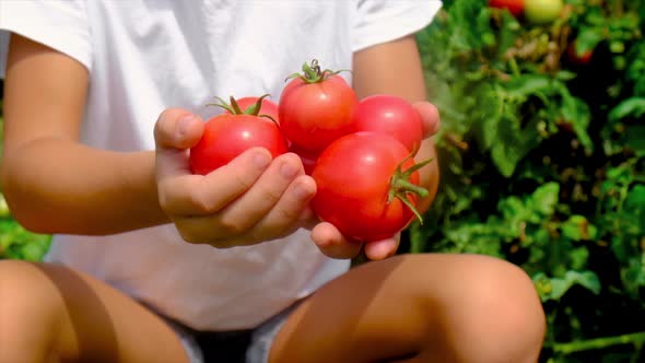 A Child Harvests Tomatoes in the Garden