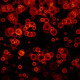 Bubble Particles - VideoHive Item for Sale