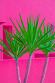 Plants on pink fashion - PhotoDune Item for Sale