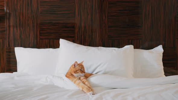 Luxurious life of a red cat