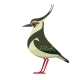 Northern Lapwing is Pewit Green Plover  - GraphicRiver Item for Sale
