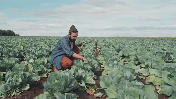 Man Checking Cabbage On Field