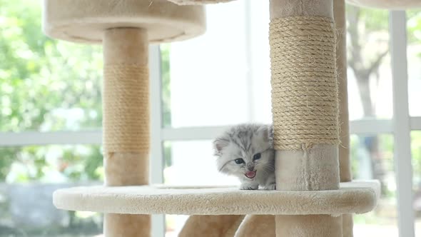 Cute Persian Kitten Walking On Cat Tower