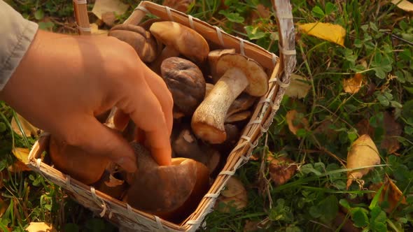 Hand Puts a Mushroom Into a Basket Full of Freshly Picked Mushrooms