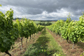 bio grape farm in france - PhotoDune Item for Sale