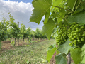unripe leaves and grapes - PhotoDune Item for Sale