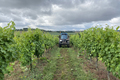 pruning vineyard with tractor - PhotoDune Item for Sale
