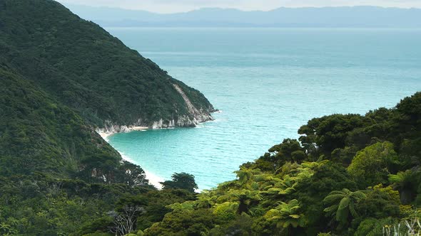 lush tree ferns grow on the hills around whariwharangi bay