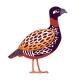 Black Francolin or Black Partridge is a Gamebird - GraphicRiver Item for Sale