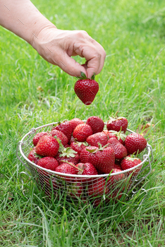 Strawberry / Photodune, Misc