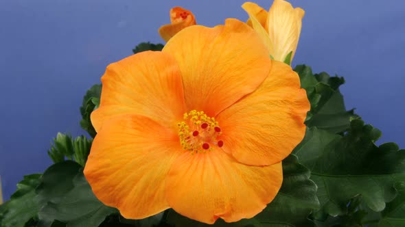 Orange Hibiscus Timelapse