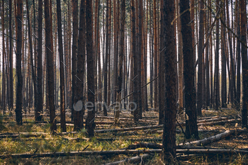 Evergreen conifers growing in the temperate zone / Photodune, Misc