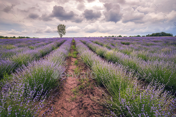 blooming lavender / Photodune, Misc