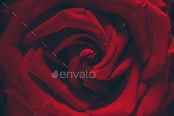 Macro photo of red rose, closeup shot / Photodune, Misc